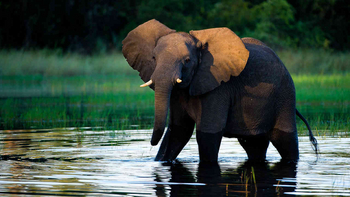 Jacana Camp Jacana Camp: Elefant im Wasser