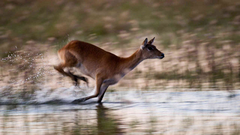 Jacana Camp Jacana Camp: Rote Moorantilope