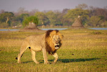 Kuthengo Camp Kuthengo Camp: Männlicher Löwe