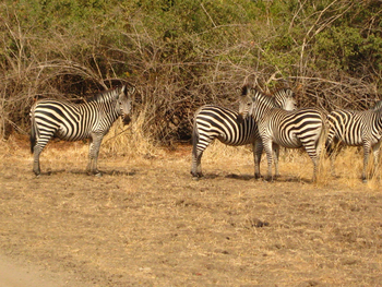 Mkulumadzi Lodge Mkulumadzi Lodge: Zebras