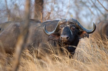 Mkulumadzi Lodge Mkulumadzi Lodge: Büffel