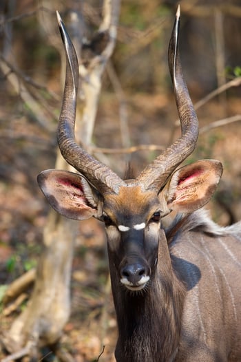 Mkulumadzi Lodge Mkulumadzi Lodge: Nyala