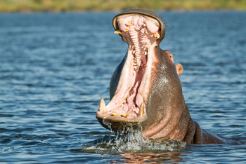 Moanachira Flood Plains Moanachira Flood Plains: Nilpferd mit offenem Maul