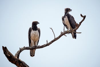 Mkulumadzi Lodge Mkulumadzi Lodge: Kampfadlerpaar