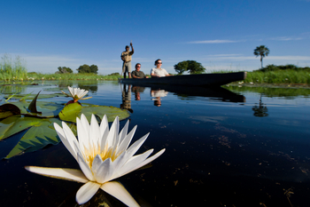 Jacana Camp Jacana Camp: Seerose