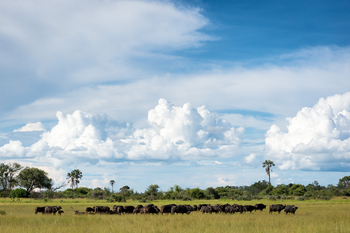 Little Tubu Camp Little Tubu Camp: Büffelherde