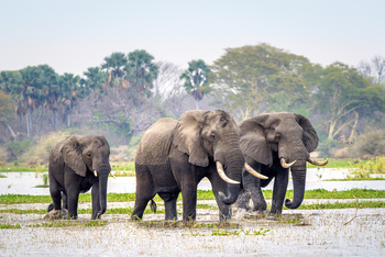 Kuthengo Camp Kuthengo Camp: Elefantenbullen