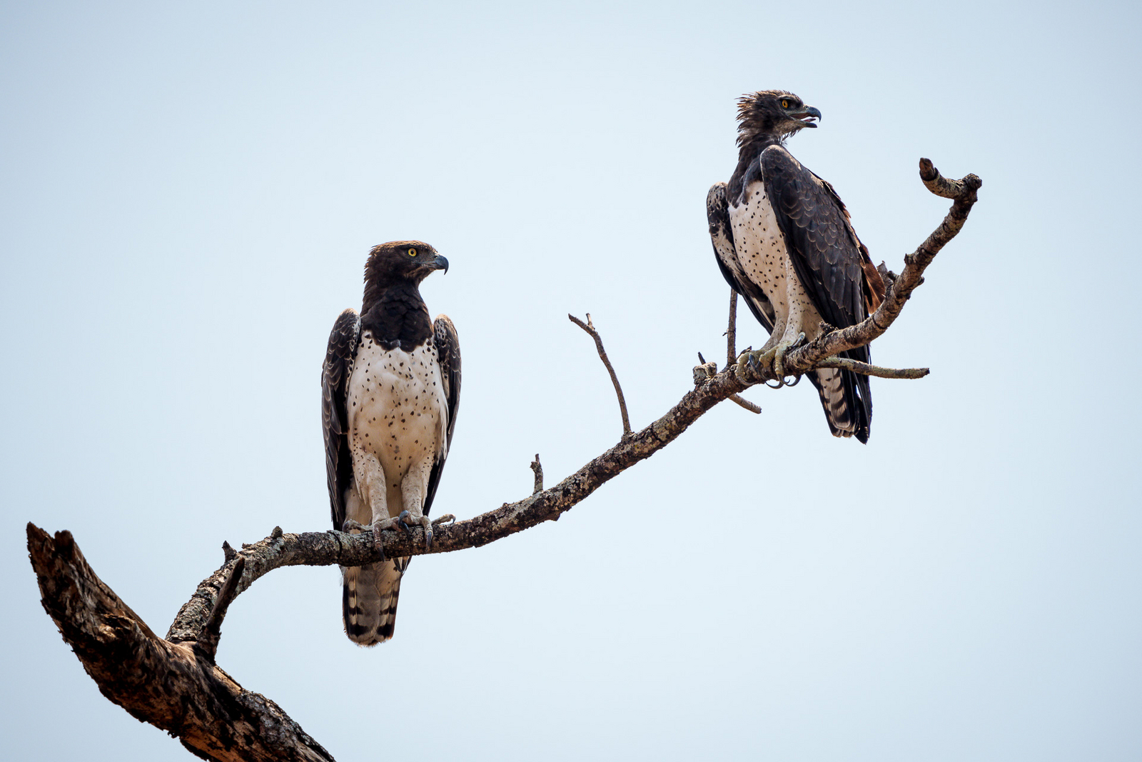 Mkulumadzi Lodge Mkulumadzi Lodge: Kampfadlerpaar