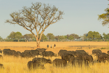 Moanachira Flood Plains Moanachira Flood Plains: Kaffernbüffel auf einer Wandersafari