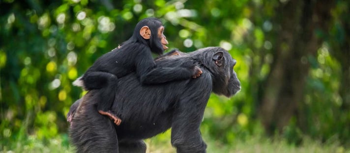 Primate Lodge: Mutter und Kind Uganda