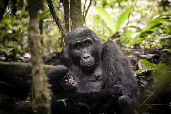 Sanctuary Gorilla Forest Camp Sanctuary Gorilla Forest Camp: Gorilla-Mutter und Baby