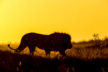 Duba Plains Camp Duba Plains Camp: Löwensilhouette
