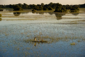Jacana Camp Jacana Camp: Mokoro auf überfluteten Wiesen