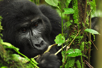 Sanctuary Gorilla Forest Camp Sanctuary Gorilla Forest Camp: Portrait
