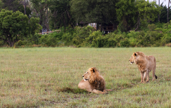 Kwetsani Camp Kwetsani Camp: Zwei Löwen vor dem Camp