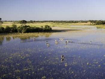 Jacana Camp Jacana Camp: Rote Moorantilopen - Red Lechwe