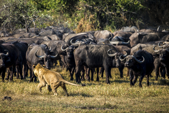 Duba Plains Camp Duba Plains Camp: Löwenangriff
