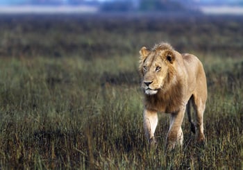 Kwetsani Camp Kwetsani Camp: Junger Löwe