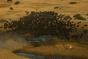 Duba Plains Camp Duba Plains Camp: Jagd auf Büffel