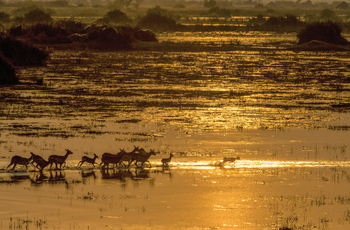 Duba Plains Camp Duba Plains Camp: Schwemmebene mit Red Lechwe