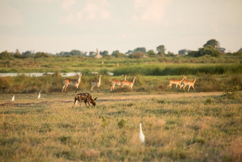 Duba Plains Camp Duba Plains Camp: Wildhund