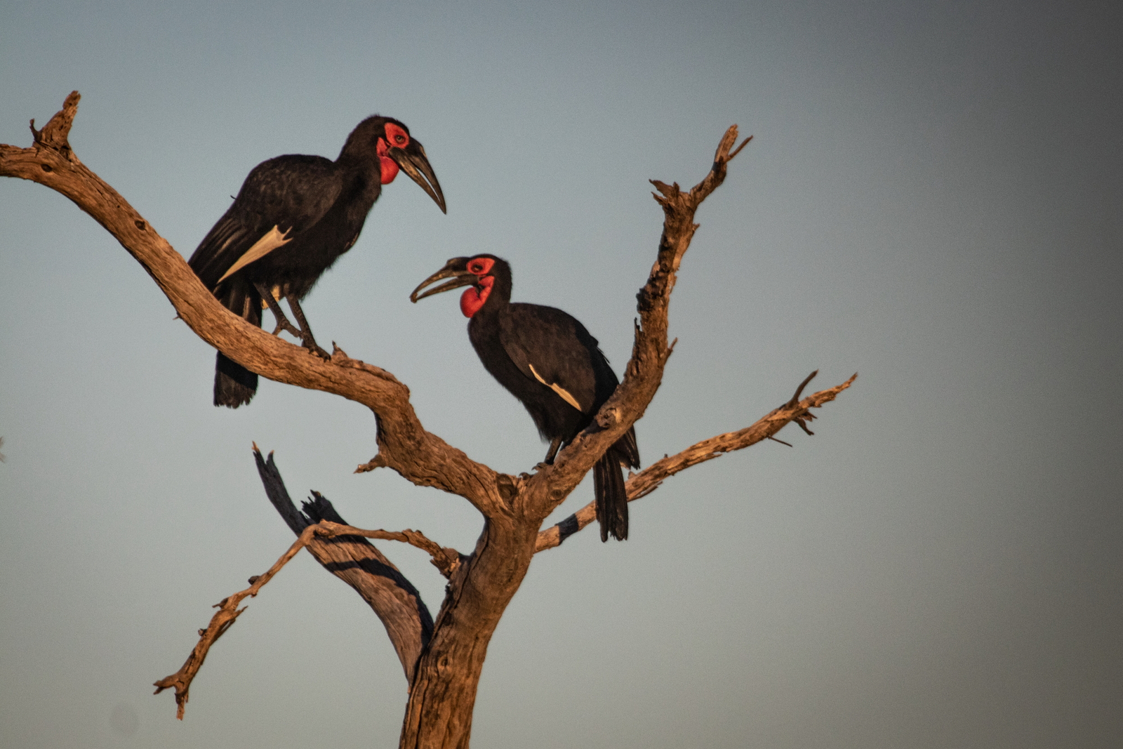 Mma Dinare Camp Mma Dinare Camp: Ground Hornbills