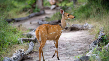 Jacana Camp Jacana Camp: Buschbock