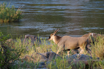 Mkulumadzi Lodge Mkulumadzi Lodge: Elenantilope