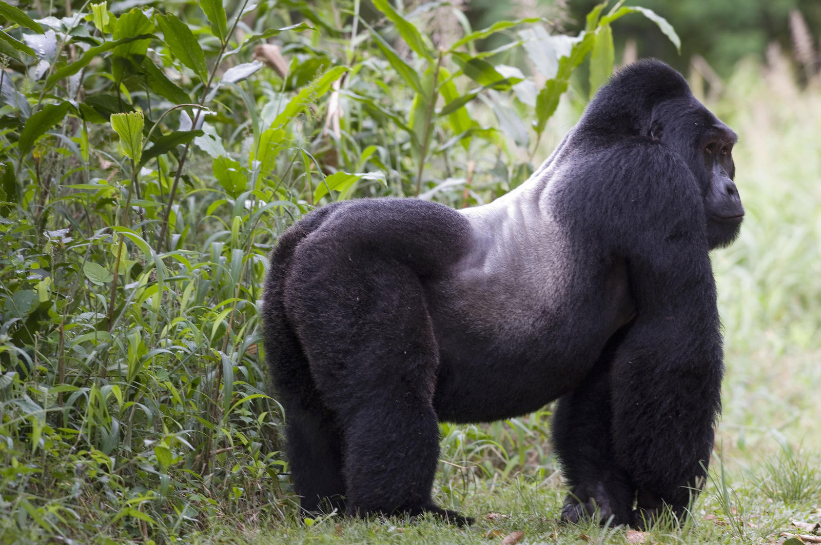 Sanctuary Gorilla Forest Camp Sanctuary Gorilla Forest Camp: Silverback