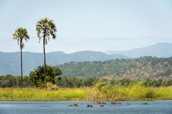 Kuthengo Camp Kuthengo Camp: Hippos vor Palmen