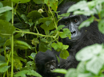 Sanctuary Gorilla Forest Camp Sanctuary Gorilla Forest Camp: Mutter und Kind