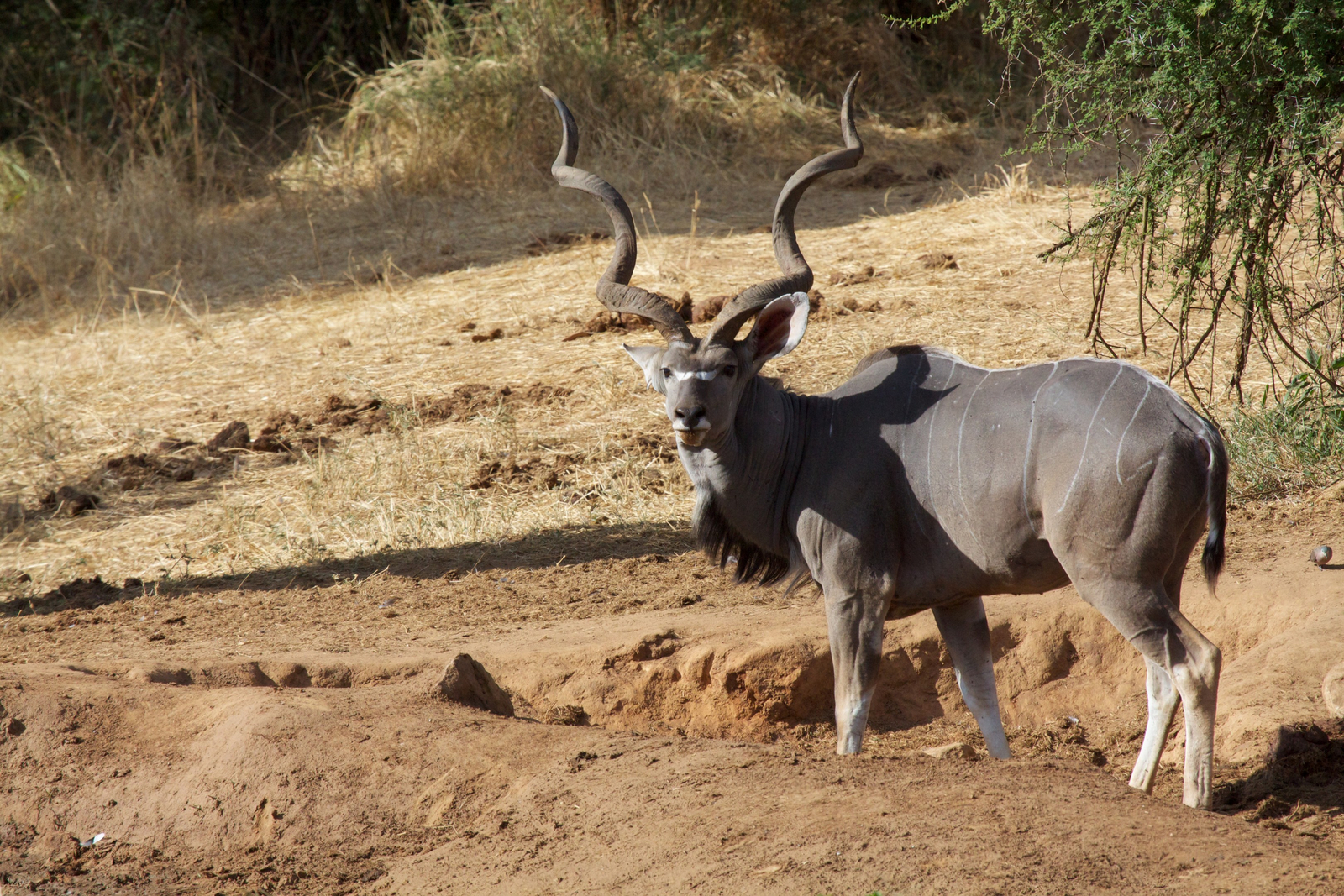 Sarara Camp Sarara Camp: Greater Kudu