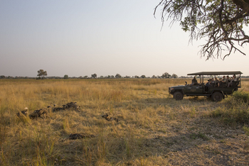Duba Explorers Camp Duba Explorers Camp: Wildhundbeobachtung