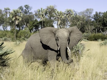 Kwetsani Camp Kwetsani Camp: Elefant