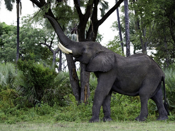 Kwetsani Camp Kwetsani Camp: Elefant