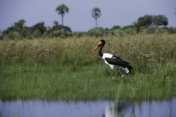 Kwetsani Camp Kwetsani Camp: Sattelstorch