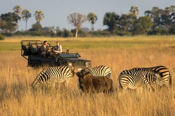 Little Tubu Camp Little Tubu Camp: Zebras und Gnu