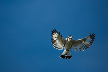Duba Plains Camp Duba Plains Camp: Pied Kingfisher