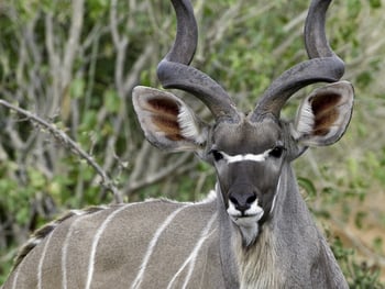 Kwetsani Camp Kwetsani Camp: Kudu