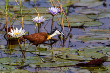 Little Tubu Camp Little Tubu Camp: Blaustirnblatthühnchen