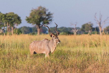 Moanachira Flood Plains Moanachira Flood Plains: Kudu