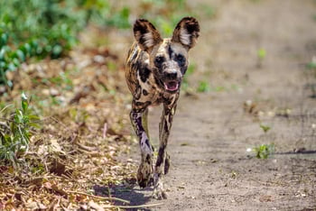 Mkulumadzi Lodge Mkulumadzi Lodge: Wildhund