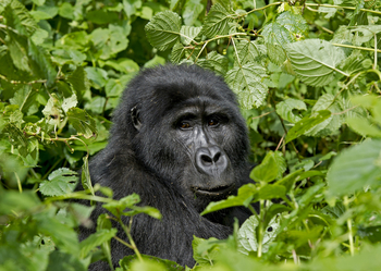 Sanctuary Gorilla Forest Camp Sanctuary Gorilla Forest Camp: Gorillagesicht