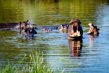 Duba Plains Camp Duba Plains Camp: Nilpferde