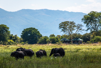 Kuthengo Camp Kuthengo Camp: Elefanten in Campnähe