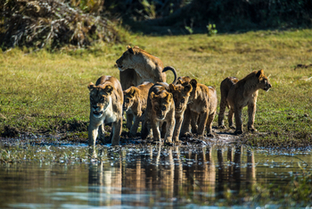 Duba Plains Camp Duba Plains Camp: Löwenrudel