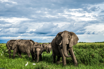 Duba Plains Camp Duba Plains Camp: Elefantengruppe