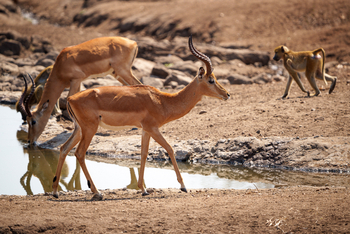Mkulumadzi Lodge Mkulumadzi Lodge: Impalas und Paviane