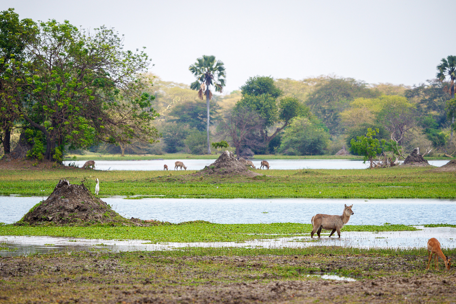 Kuthengo Camp Kuthengo Camp: Wasserbock