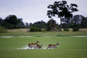 Kwetsani Camp Kwetsani Camp: Rote Moorantilopen im Wasser